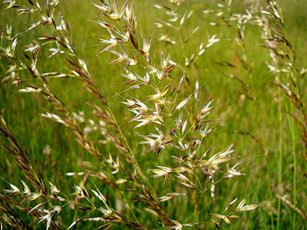 Poaceae (lipnicovité) Oddělení: Angiospermae (Magnoliophyta) Jednoděložné