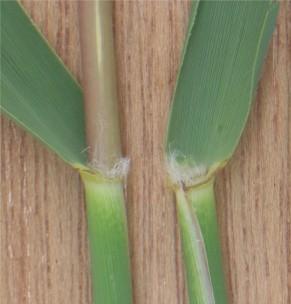 Poaceae (lipnicovité) Grau (2002) Jednoleté i vytrvalé byliny, vzácně dřevnatějící byliny (Bambus) květenství (lata klásků) Stonek: stéblo - výrazné