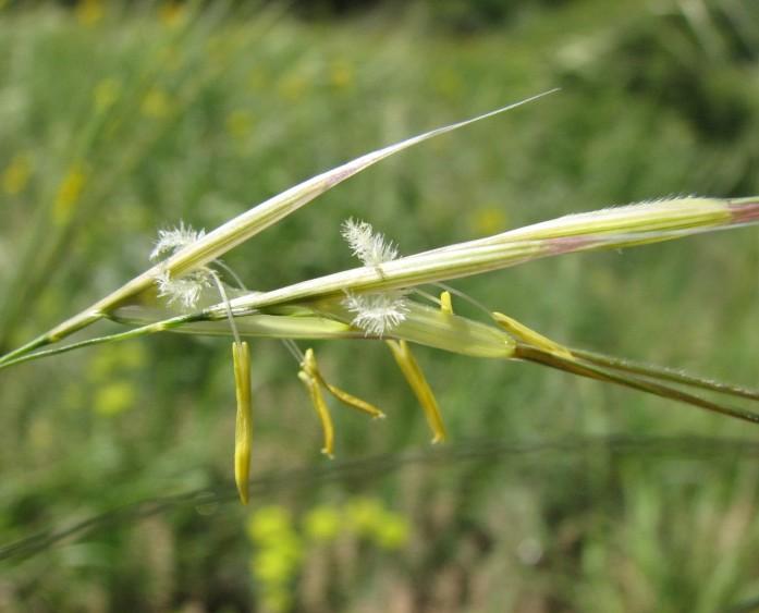 Poaceae (lipnicovité) Tyčinky: 3, dlouhé nitky a vrtivé prašníky (anemogamie) Gyneceum: svrchní, cenokarpní ze 2 plodolistů 1 pouzdro s 1 vajíčkem péřitá blizna se 2 laloky