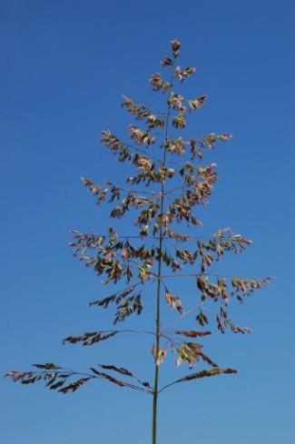 fi Zea mays (kukuřice setá) Elytrigia