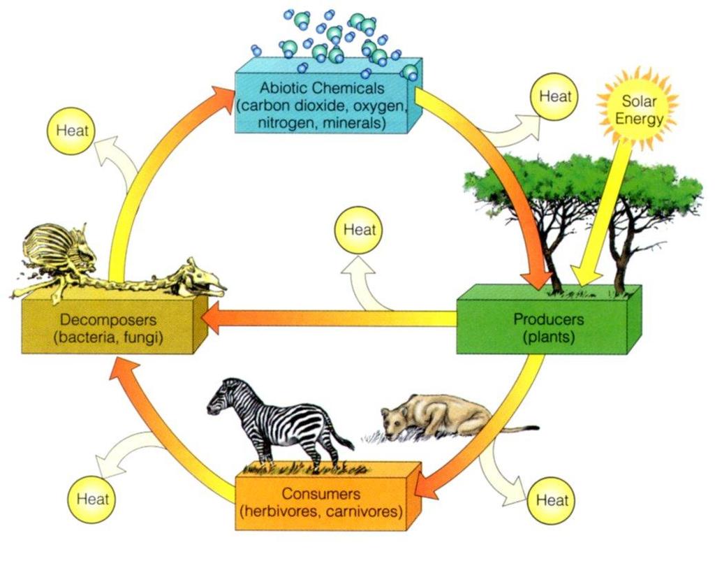 Biogeochemické cykly Základní struktura ekosystému: Biotické a abiotické složky Anorganické látky producenti (autotrofové) konzumenti