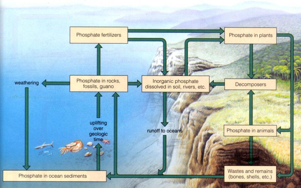 Cyklus fosforu Důležitá složka RNA, DNA a přenašečů energie (ADP, ATP) fosfor se jen pomalu uvolňuje z hornin (apatit )