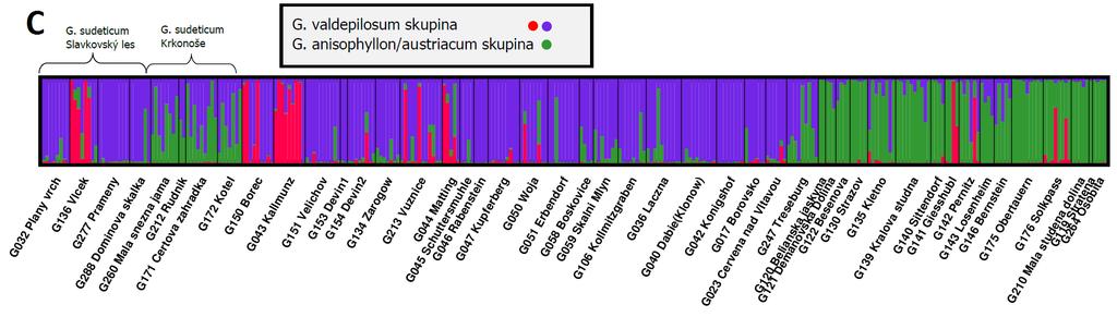 Obrázek 35: Příslušnost jedinců ke skupinám určené pomocí AFLP multilokusových fenotypů v programu Structure pro K=3, provedený na 303 jedincích s druhy G. sudeticum, G. valdepilosum, G.