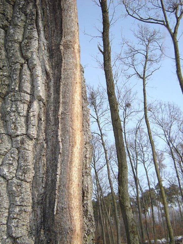 ARBORISTICKÁ HODNOCENÍ STAVU STROMU 3.