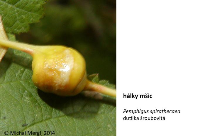 2 Hálky mšicosavých Hálka na topolu Pemphigus spirathecaea dutilka šroubovitá Hálka je tvořená zdužnatělým a do spirály stočeným řapíkem listu topolu. Barva hálky je načervenalá.