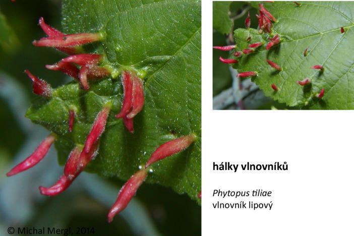 4 Hálky vlnovníků Hálky na lípě Phytopus tiliae vlnovník lipový Hálky jsou na horní straně listů lip, většinou na listech spodních větví.