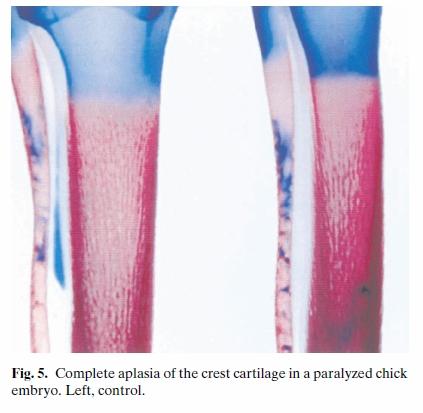 Progressive evolutionary reduction of the fibula increases the mechanical load on the connective tissue between the