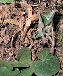 Vedle fluvizemí a glejov ch pûd se v území vyskytují je tû kambizemû kyselé (oligobazické). leriana dioica), fiefii nice luãní (Cardamine pratensis) a ole - ník kmínolist (Selinum carvifolia).