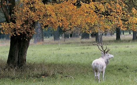 Okres Kutná Hora a jasanû ztepil ch (Fraxinus excelsior), platanû (Platanus sp.