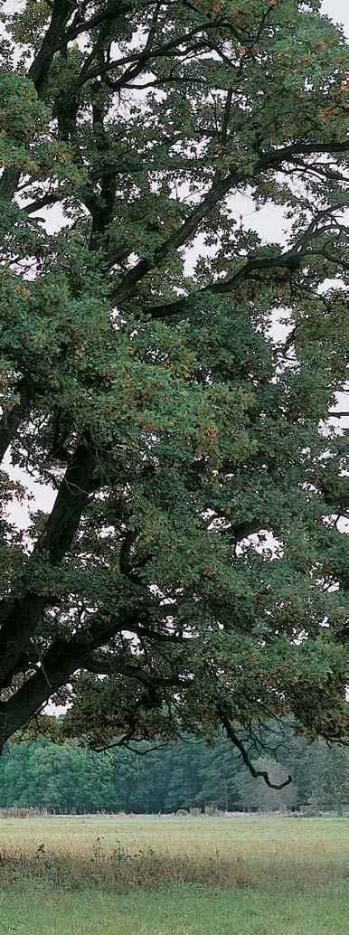tulipifera) ãi jerlín japonsk (Sophora japonica).