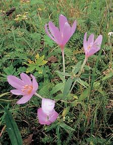 oddálená (C. distans), o. chabá (C. flacca), o. plstnatá (C. tomentosa), o. Otrubova (C. otrubae).