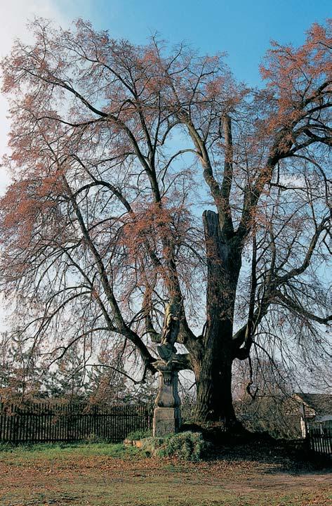 846, Na ãern ch bahnech, okraj smrkového lesa. O: 30 cm, Vs: 5 m, S: 30 let. 38. Hlo ina úzkolistá, skupina stromû, k. ú. Rohozec u Îehu ic, p. ã. 06, travnat pozemek u fiímskokatolického kostela v obci, severnû a jiïnû od v chodní ãásti kostela.
