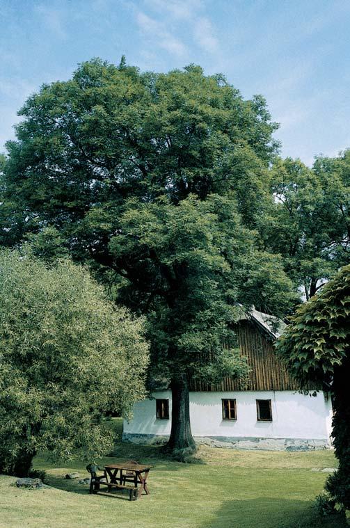 Stfiední âechy 4 59. Dub letní, k. ú. Zábofií nad Labem, p. ã. 74, u cesty vedoucí z obce k hájovnû, 00 m od kraje lesa na okraji pole. O: 390 cm, Vs: 8 m, S: 50 let. 60. Dub letní, k. ú. Zábofií nad Labem, p. ã. 64/, pod Îaloudkov m kopcem u cesty k hájovnû (zelená turistická znaãka).