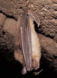 netop ra ãerného (Barbastella barbastellus).