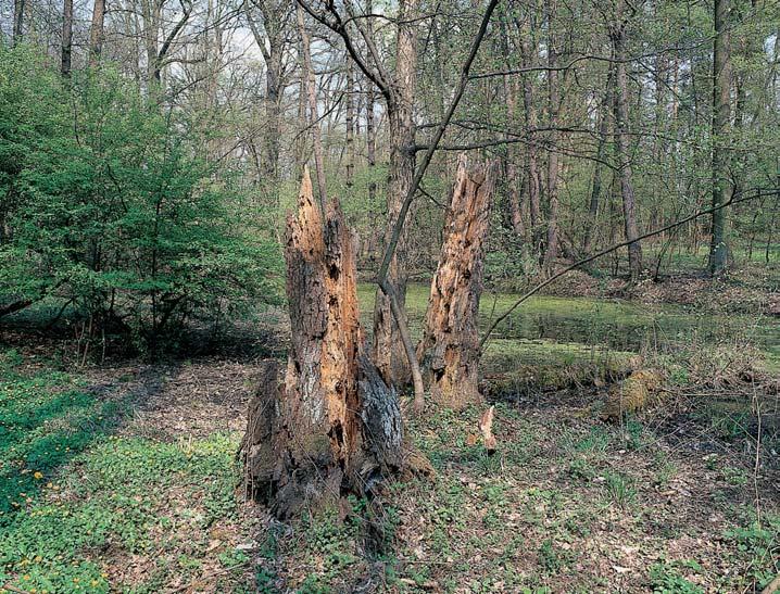 Stfiední âechy GEOLOGIE Podklad rovinatého terénu luïních niv tvofií dvojslídné pararuly kutnohorského krystalinika pfiekryté místy slínovci spodního turonu a tûrkopískov mi terasami Labe.