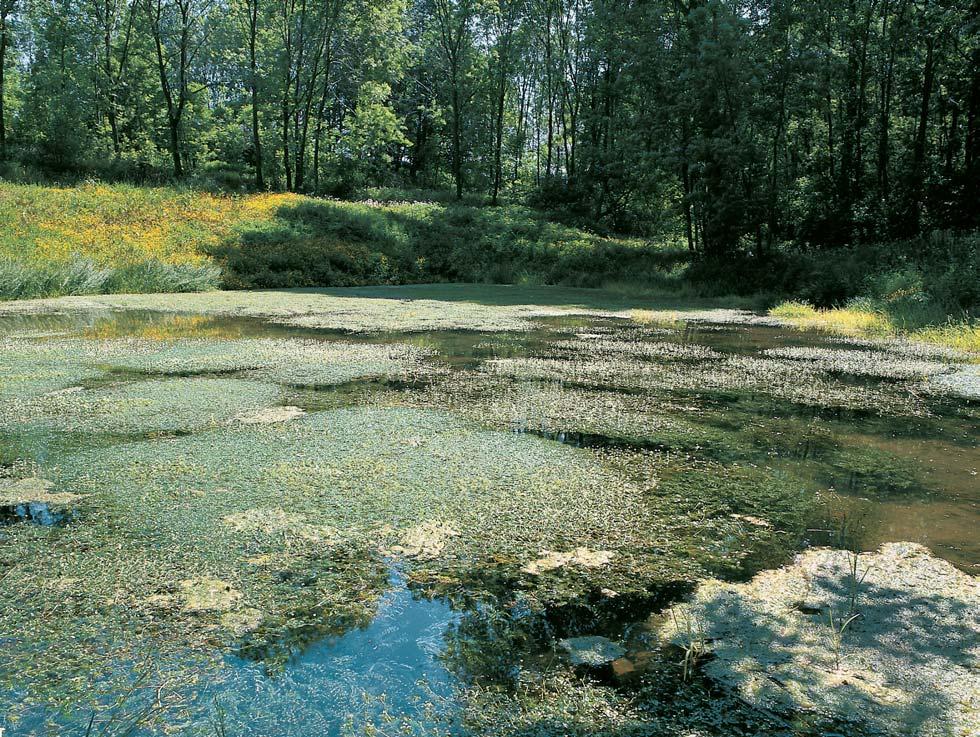 Okres Kutná Hora Národní pfiírodní památka GEOLOGIE Horninov podklad tvofií biotitické pararuly kutnohorského krystalinika s relikty bazálních kfiídov ch hornin (svrchnocenomanské hrubozrnné