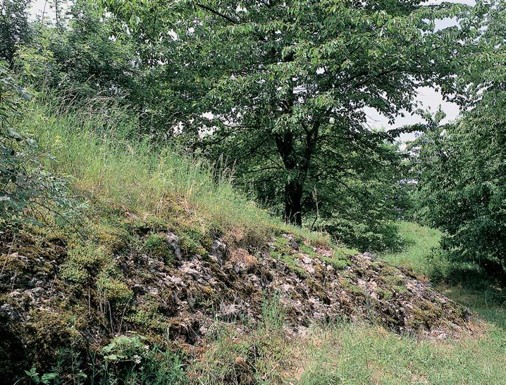 V prohlubních na povrchu tûchto hornin se ukládaly spodnoturonské, pfieváïnû masivní jemnozrnné biodetritické vápence a vápnité jílovce s ãetn mi zkamenûlinami (Ïraloãí zuby, úlomky ústfiic, ãlánky