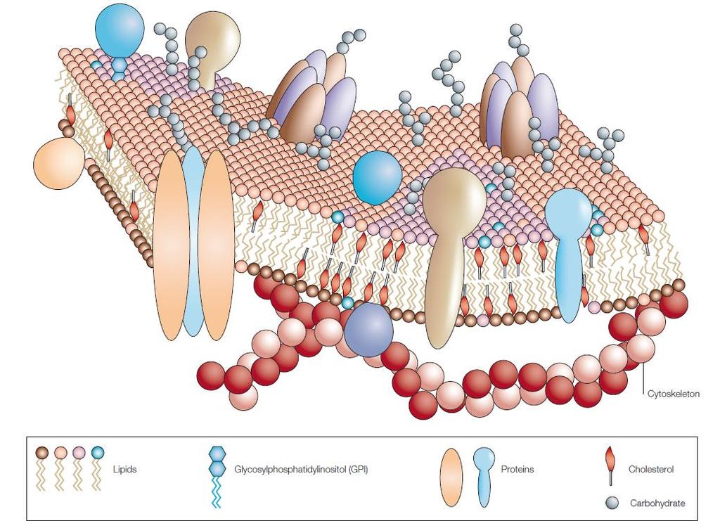 Komunikace probíhá přes buněčné membrány Buněčná membrána je komplexní struktura složená z různých částí proteinů, fosfolipidů a cholesterolu.