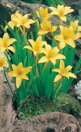 Řád: Asparagales (chřestotvaré) Čeleď: Amarylidaceae (amarylkovité) Rod: Chlidanthus 8 3.1.2.