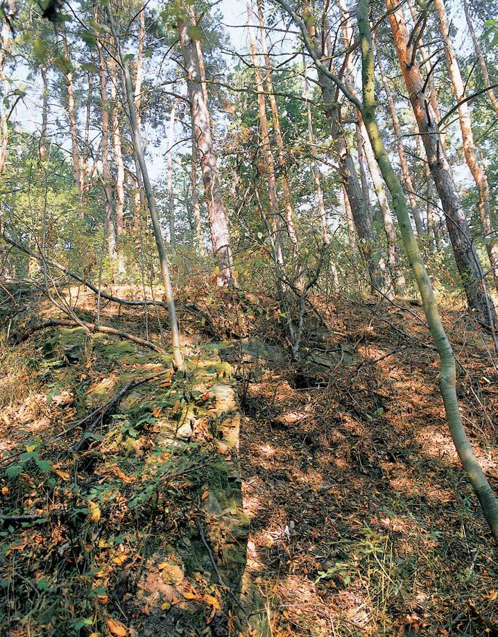 Okres Chrudim 3 ZVÍ ENA Îije zde je tûrka obecná (Lacerta agilis), slep kfiehk (Anguis fragilis), hnízdí Èuh k obecn (Lanius collurio) a pûnice hnûdokfiídlá (Sylvia communis).