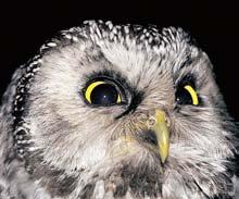 pûnice ãernohlavá (Sylvia atricapilla), ãervenka obecná (Erithacus rubecula) a pûvu ka modrá (Prunella modularis). V lesních rybnících Ïijí ãolek obecn (Triturus vulgaris) a ã. horsk (T.