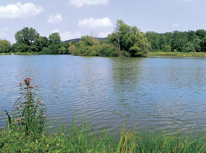 Pardubicko GEOLOGIE âlenitûj í ãást ãela kuesty v západojihozápadním okraji vraclavské antiklinály, rozdûlená údolími epnického potoka a potoka V hluboãkách.