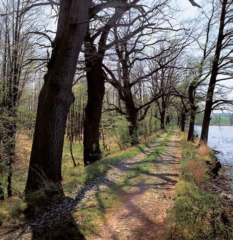 Okres Chrudim Památné stromy. Dub letní 3 exempláfie, k. ú. Bûstvina, p. ã. 03/3, 47, na zahradû domu ã. p. 95 vpravo od silnice do Spaãic. O: 435 cm, 400 cm, 345 cm, Vs: 0 m, S: 50 300 let.