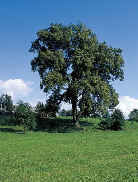 O: 39 cm, Vs: m, S: 50 let. 36. Líska turecká, k. ú. Ronov nad Doubravou, p. ã. 977/, v parku na námûstí u kostela. O: 70 cm, Vs: 5 m, S: 00 let. 37. Lípa malolistá, k. ú. Skuteã, p. ã. 885/, v zahradû nad hlavní silnicí na konci mûsta.