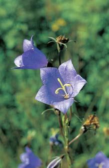 Pardubicko 3 4 Zvonek broskvoàolist (Campanula persicifolia) roste na slunn ch stráních nebo ve svûtl ch lesích.