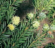3 M ice korovnice zelená (Sacchiphantes viridis) z ãeledi korovnicovit ch (Adelgidae) je hojn kûdce jehliãnat ch dfievin.