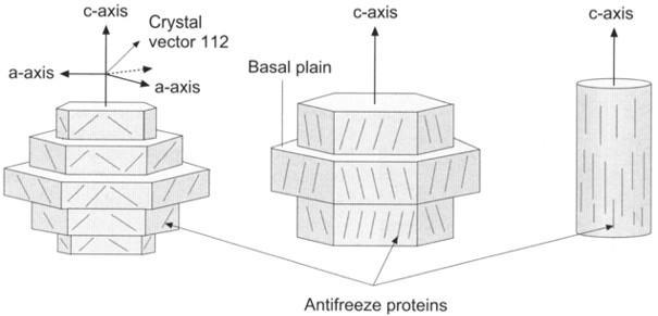 Antifreeze proteins (AFP, THP) Proteiny specifické prostorové struktury nekoligativní