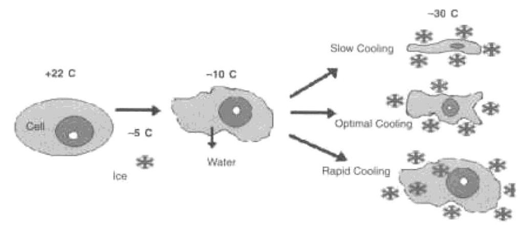 Tolerance extracelulárního ledu Dlouhodobá odolnost vůči extrémně nízkým teplotám a dehydrataci buněk 1.