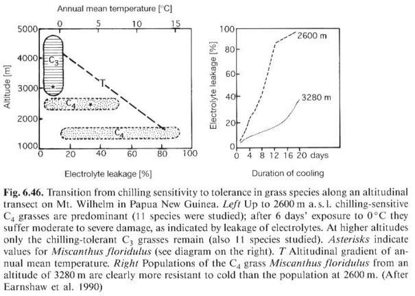Evoluce odolnosti vůči nízkým teplotám Tropické velehory s nadmořskou výškou r. citlivé na chlad r.