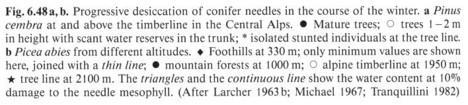 Winter dessication Stromy na hranici lesa vysoušení jehlic, nemožnost nahrazovat ztráty (voda zmrzlá v půdě a/nebo v