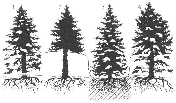 Winter dessication Smrk (Picea abies) teoreticky až 10-násobný letální deficit vody v zimě příjem vody z půdy x příjem vody pletivy pod