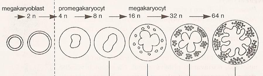 1.4 Krevní destičky 1.4.1 Vznik a vývoj Krevní destičky vznikají v kostní dřeni fragmentací nebo odštěpováním periferní cytoplasmy megakaryocytů.