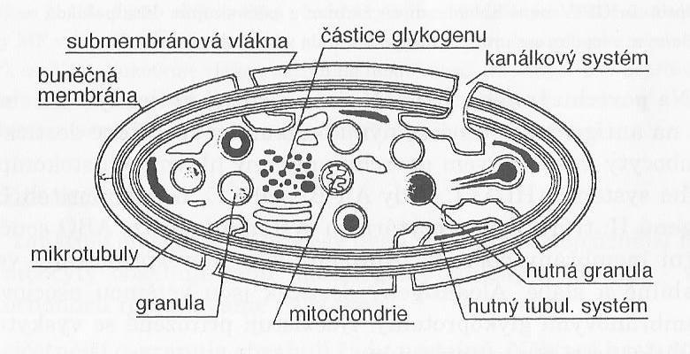 Podle anatomických znaků lze v krevní destičce vyčlenit čtyři oblasti: periferní zónu, zónu solubilního gelu, zónu organel a oblast membránových systémů. Obr.