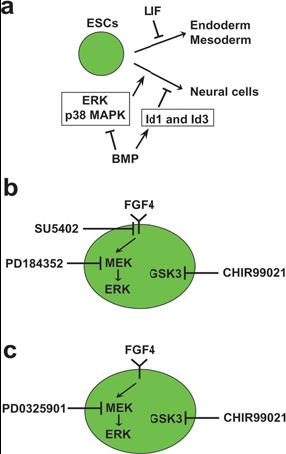 Alternativní kultivace mes protocol 2i/LIF, 3i/LIF (A.