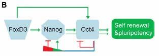 Regulace transkripce faktory Oct-4, Nanog a Sox-2 Předpokládaný model
