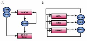 Je však již jasné, že Oct-4 řídí transkripci Nanog přímou vazbou v jeho