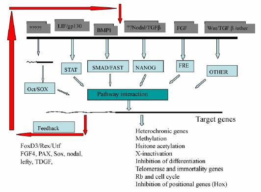 ES BUŇKY a) myší ES (mes) x b) lidské ES (hes) (LIF / gp130* / STAT3 dependent) (LIF / gp130* / STAT3 independent) Toto rozdělení