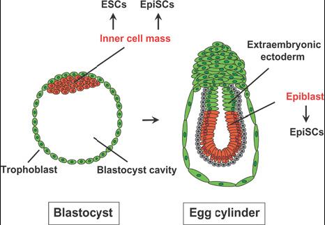 Kmenové buňky epiblastu EpiSC