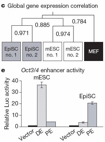 (Epiblast stem