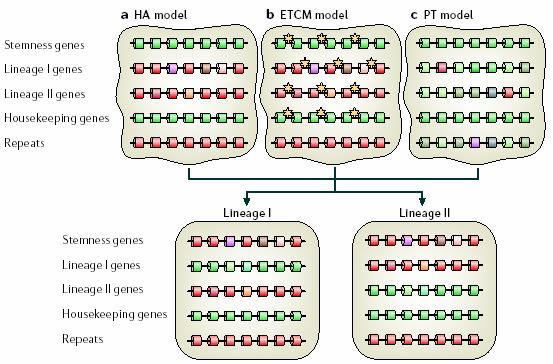 Model změn trankripčního profilu v průběhu indukce diferenciace ES buněk HA model postupné (hierarchické) aktivace (hierarchical activation) > metylace DNA ETCM model povolené/umožněné transkripce