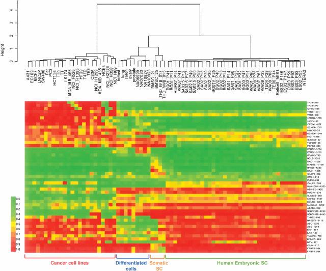 Profil metylace DNA u různých typů buněk (40 genů, 49