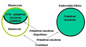 In vitro diferenciace ES buněk kultivace indukce selekce a) Embryoidní tělíska (Embryoid bodies -EB) +jednoduché, více buněčných typů + tolerující