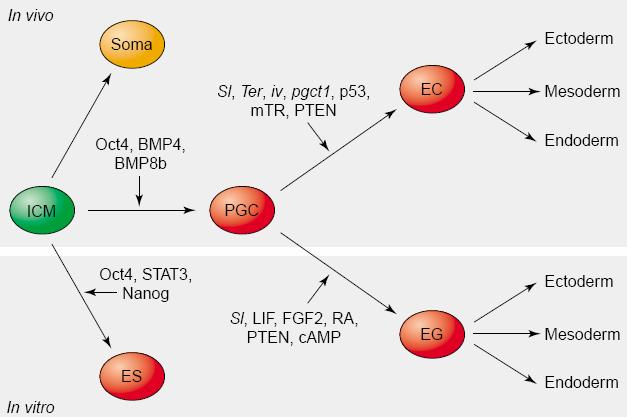 Vztahy mezi pluripotentními buňkami a některé klíčové regulační komponenty těchto buněk Sl Steel locus, Ter Teratoma locus, pgct1 primordial germ cell tumor