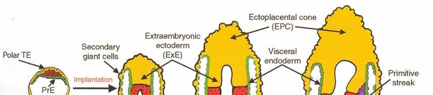 Kmenové buňky extraembryonálních tkání A) Kmenové buňky trofektodermu (trofoblastu) FGF-dependent (FGF4,