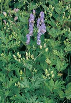 V bylinném podrostu najdeme krabilici chlupatou (Chaerophyllum hirsutum), devûtsil bíl (Petasites albus), prvosenku vy í (Primula elatior), udatnu lesní (Aruncus vulgaris), baïanku vytrvalou