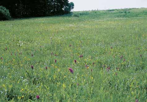 Ostravsko Rozkvetlá louka se vstavaãi v PP Bukovec. modfienec chocholat (Muscari comosum), tolici srpovitou (Medicago falcata), svízel syfii Èov (Galium verum) aj.